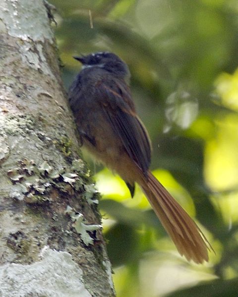 Rhipidura phoenicura