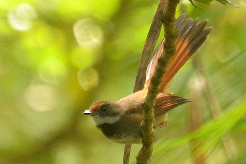 Rhipidura teysmanni