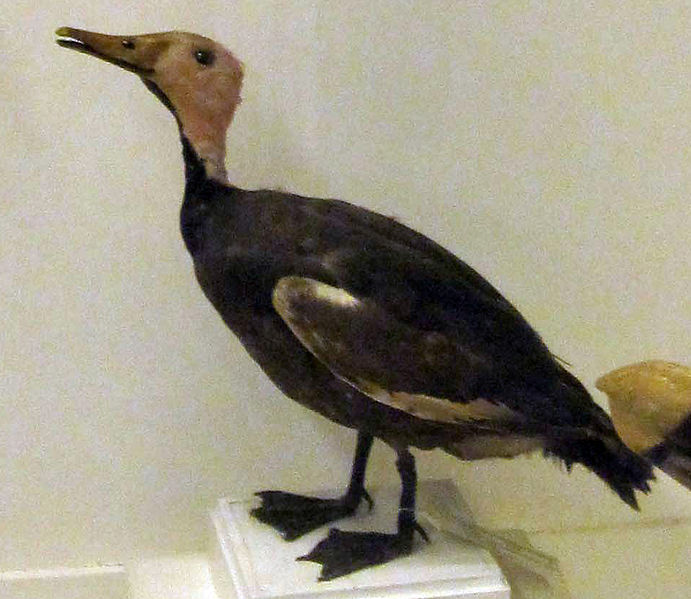 Rhodonessa caryophyllacea