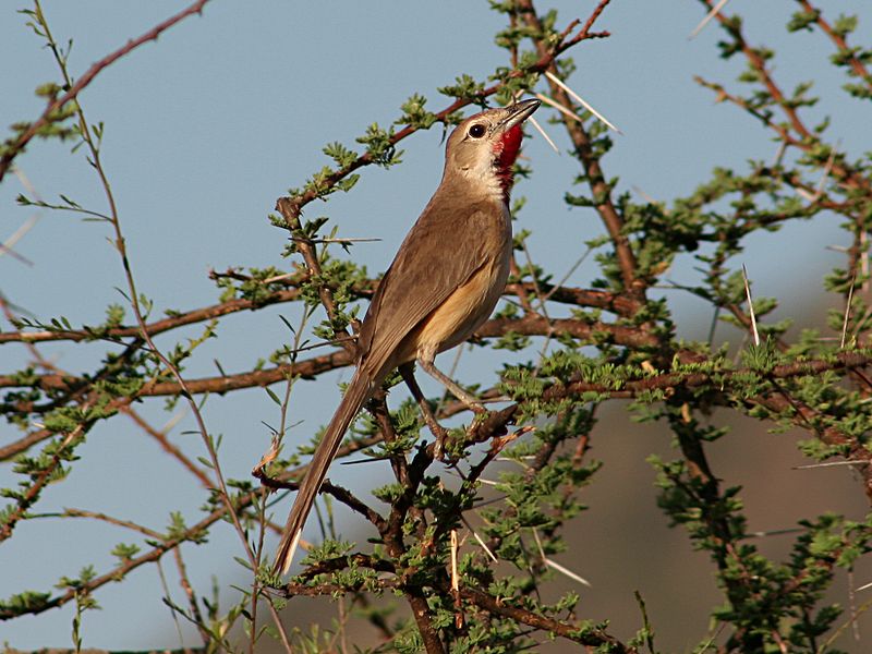 Rhodophoneus cruentus