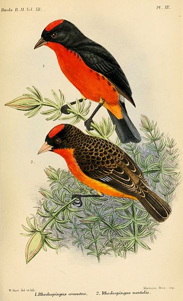 Rhodospingus cruentus