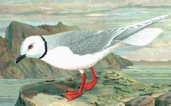 Rhodostethia rosea
