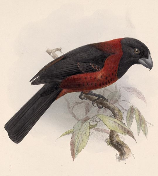 Rhodothraupis celaeno