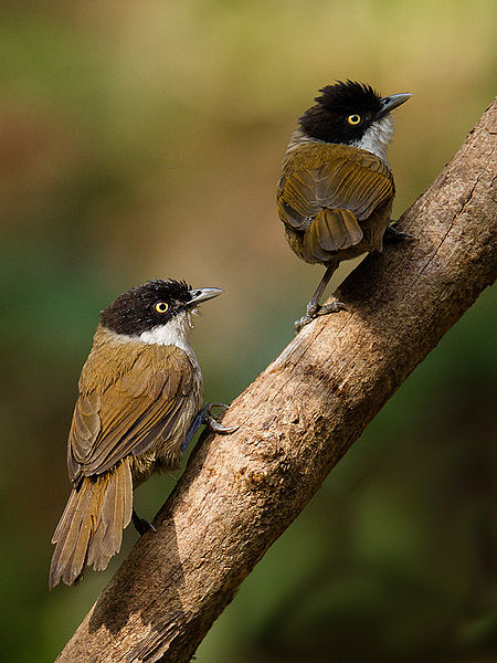 Rhopocichla atriceps