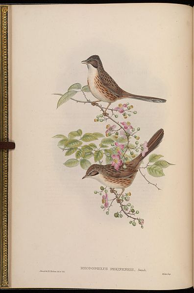 Rhopophilus pekinensis