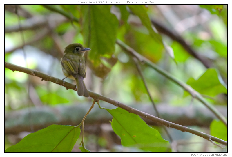 Rhynchocyclus brevirostris
