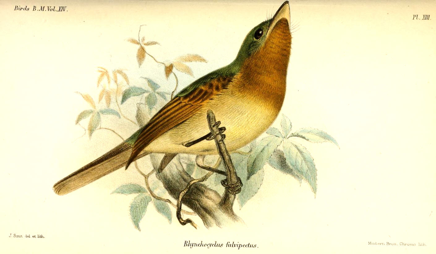 Rhynchocyclus fulvipectus
