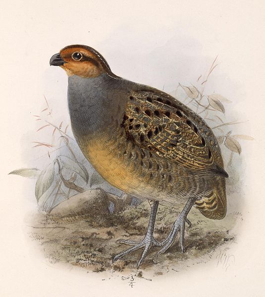 Rhynchortyx cinctus