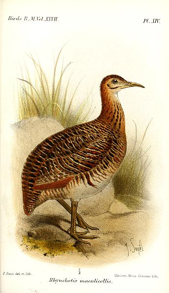 Rhynchotus maculicollis