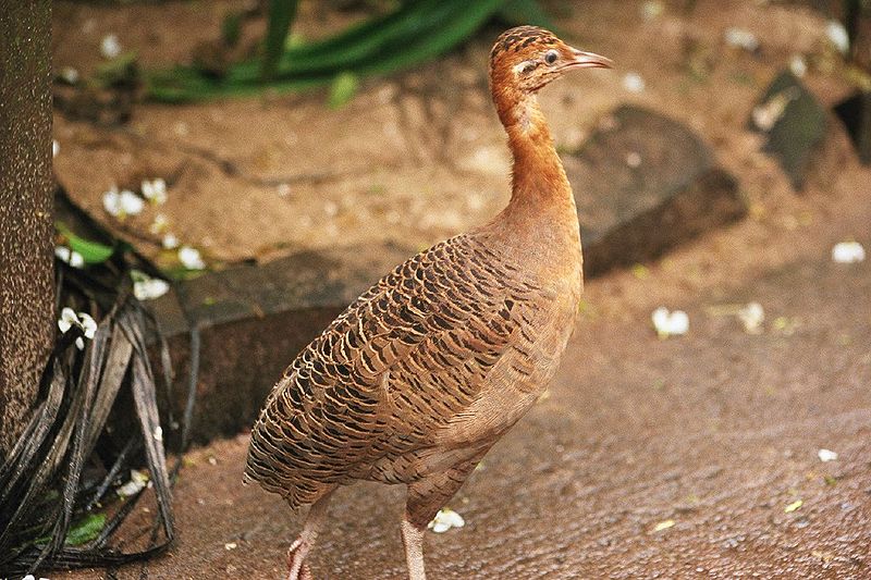 Rhynchotus rufescens