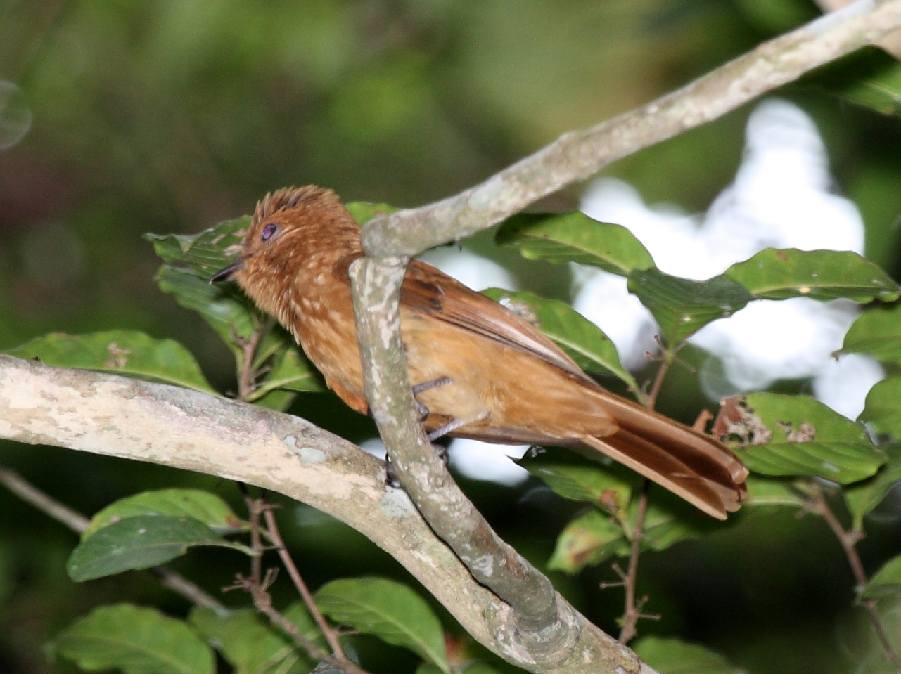 Rhytipterna holerythra