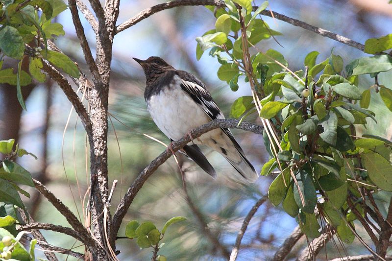 Ridgwayia pinicola