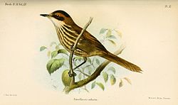 Roraimia adusta