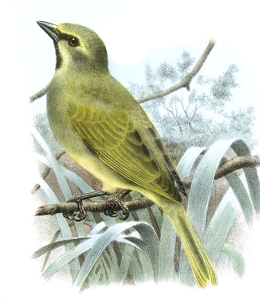 Rowettia goughensis
