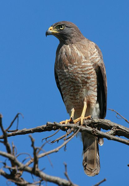 Rupornis magnirostris