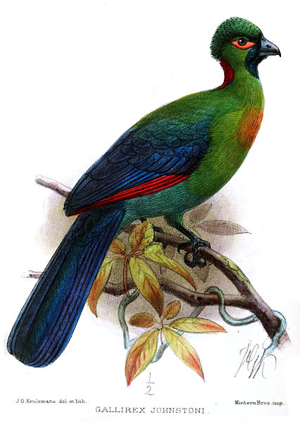 Ruwenzorornis johnstoni