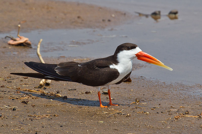 Rynchops flavirostris