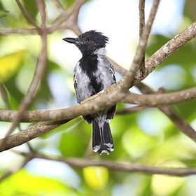 Sakesphorus canadensis