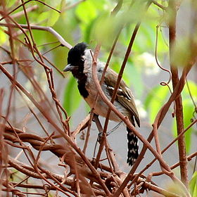 Sakesphorus cristatus