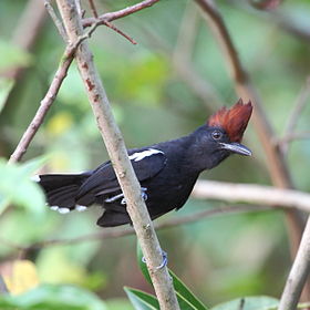 Sakesphorus luctuosus