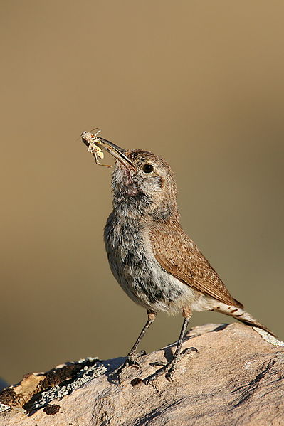 Salpinctes obsoletus