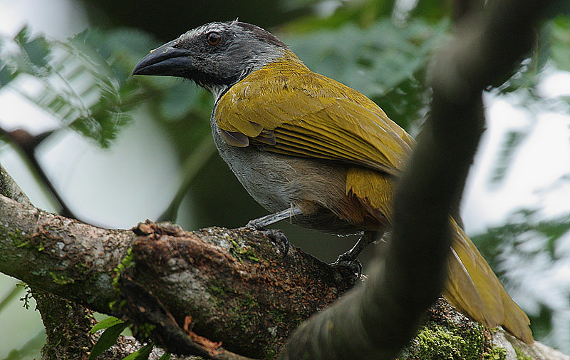 Saltator atriceps