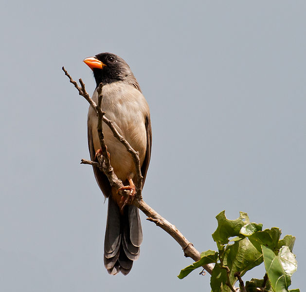 Saltator atricollis