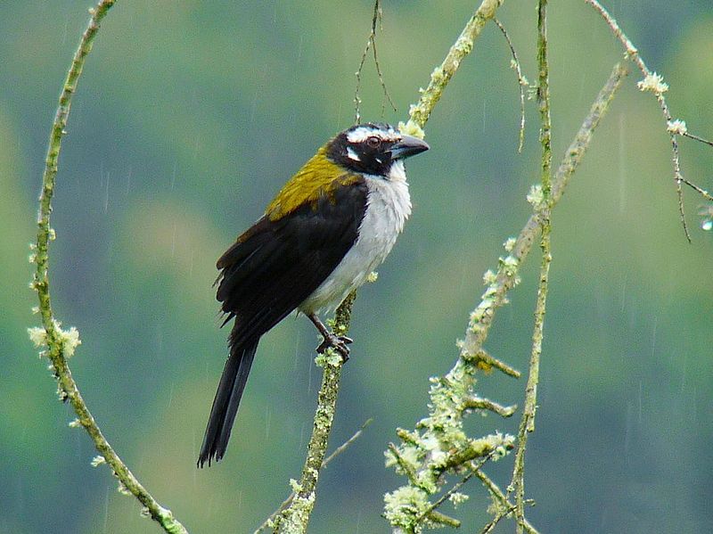 Saltator atripennis