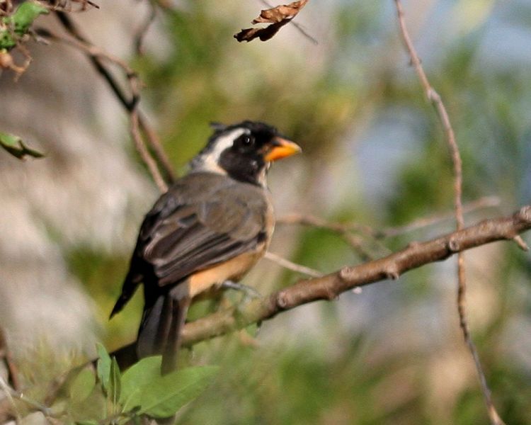 Saltator aurantiirostris