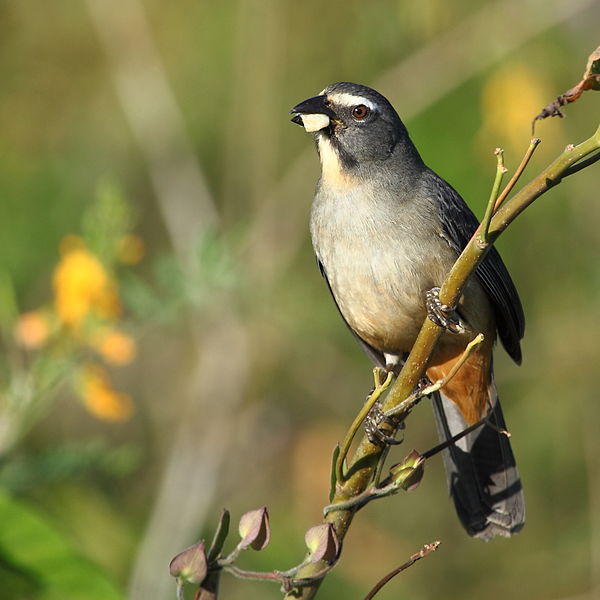 Saltator coerulescens