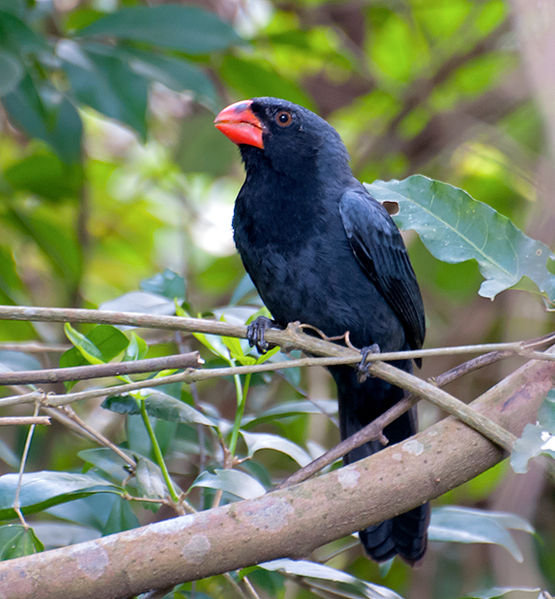 Saltator fuliginosus