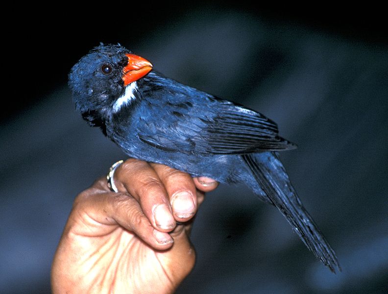 Saltator grossus