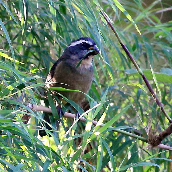 Saltator maxillosus