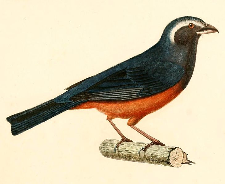 Saltator rufiventris