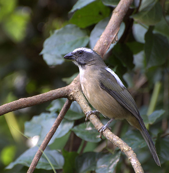 Saltator similis