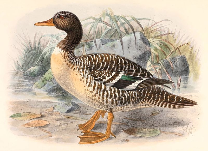 Salvadorina waigiuensis