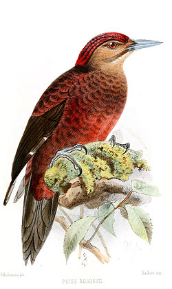 Sapheopipo noguchii
