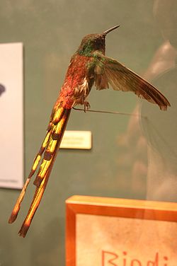 Sappho sparganura