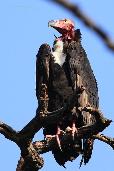 Sarcogyps calvus