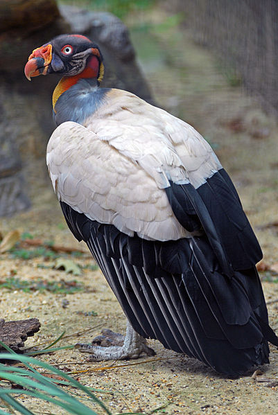 Sarcoramphus papa