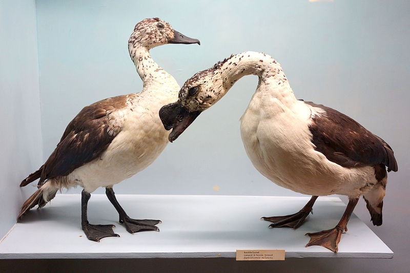 Sarkidiornis melanotos