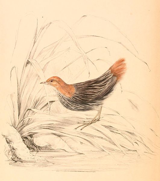 Sarothrura affinis