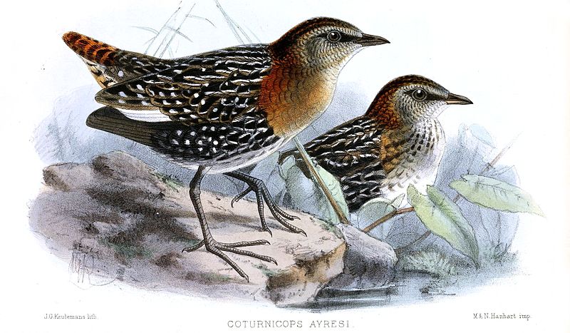 Sarothrura ayresi