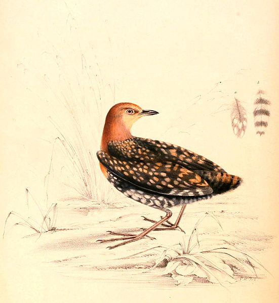 Sarothrura elegans