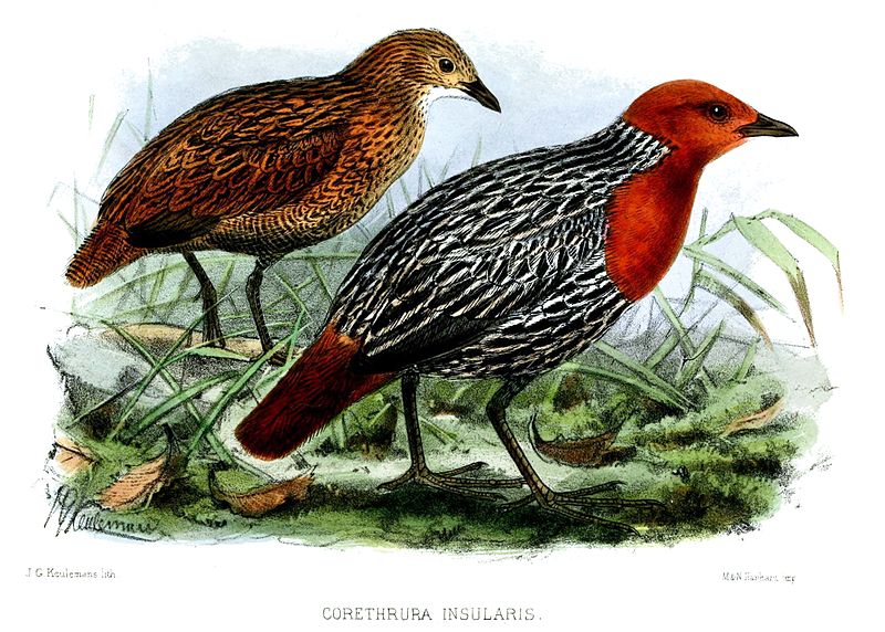 Sarothrura insularis