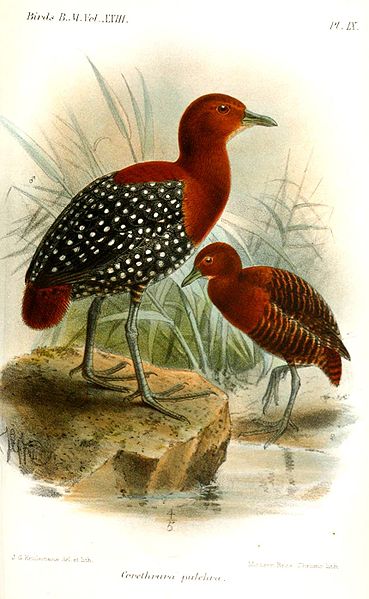 Sarothrura pulchra