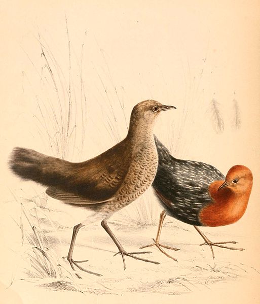 Sarothrura rufa