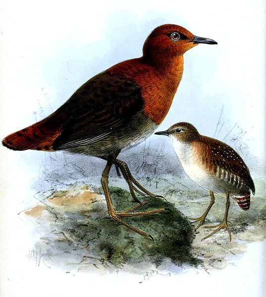 Sarothrura watersi