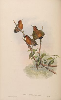Sasia ochracea