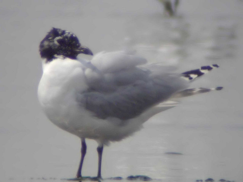 Saundersilarus saundersi